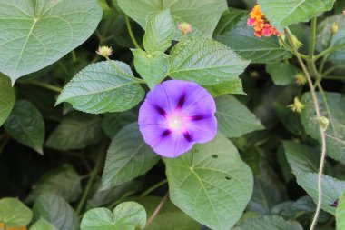 Ipomoea purpurea ya da Morning Glory mor çiçekleri