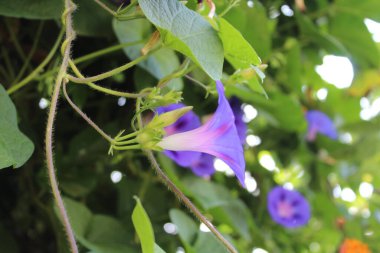 Ipomoea purpurea or Morning Glory purple flowers clipart