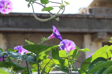 Ipomoea purpurea or Morning Glory purple flowers clipart