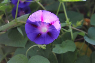 Ipomoea purpurea ya da Morning Glory mor çiçekleri