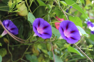 Ipomoea purpurea ya da Morning Glory mor çiçekleri
