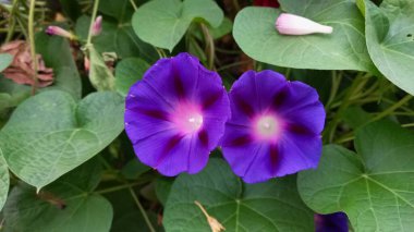 Ipomoea purpurea ya da Morning Glory mor çiçekleri
