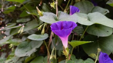 Ipomoea purpurea or Morning Glory purple flowers clipart