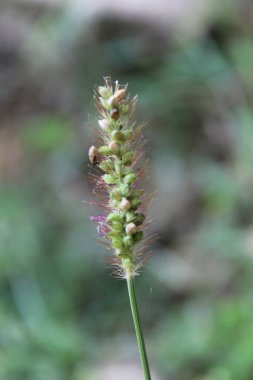 Setaria pumila, sarı tilki kuyruğu, sarı kıl-çimen, güvercin çim veya kuyrugu çimen