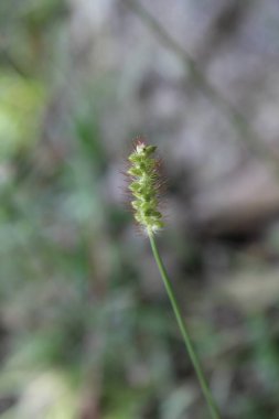 Setaria pumila, sarı tilki kuyruğu, sarı kıl-çimen, güvercin çim veya kuyrugu çimen