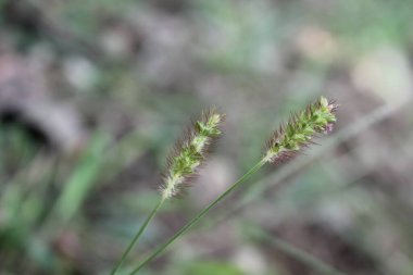 Setaria pumila, sarı tilki kuyruğu, sarı kıl-çimen, güvercin çim veya kuyrugu çimen