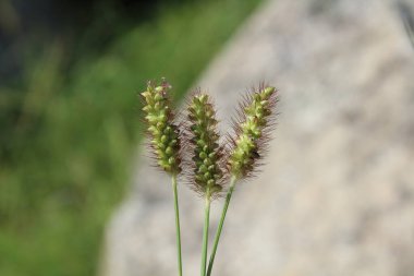 Setaria pumila, sarı tilki kuyruğu, sarı kıl-çimen, güvercin çim veya kuyrugu çimen