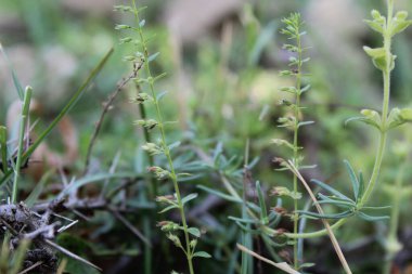 Fahişe çivi yazısı ya da nane ağacı.