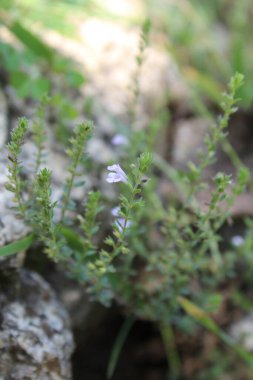 Fahişe çivi yazısı ya da nane ağacı.