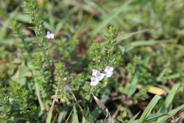 Fahişe çivi yazısı ya da nane ağacı.