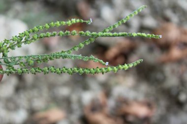 Cynoglossum Lanceolatum veya Lanceleaf Beni Unutma