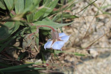 Trichodesma Indicum veya Hindistan Borage çiçekleri
