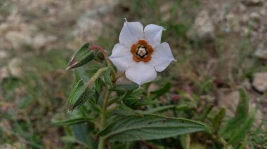 Trichodesma Indicum veya Hindistan Borage çiçekleri