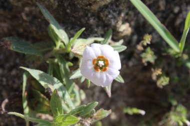 Trichodesma Indicum veya Hindistan Borage çiçekleri
