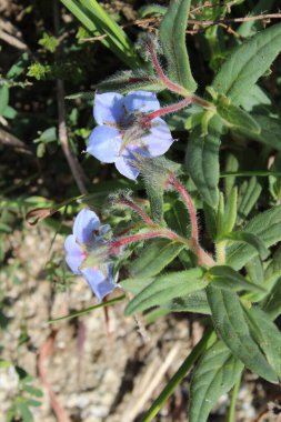 Trichodesma Indicum veya Hindistan Borage çiçekleri