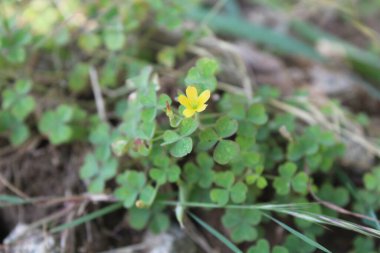Oxalis sürgünleri, en az sarı ya da şaibeli ağaçkakanlar.