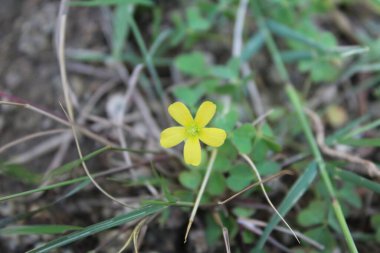 Oxalis sürgünleri, en az sarı ya da şaibeli ağaçkakanlar.
