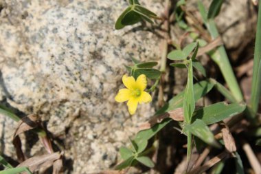 Oxalis exilis, least yellow sorrel or shady woodsorrel clipart