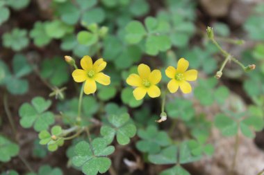 Oxalis sürgünleri, en az sarı ya da şaibeli ağaçkakanlar.