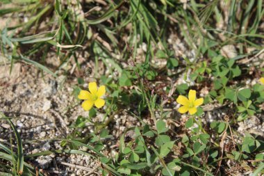 Oxalis sürgünleri, en az sarı ya da şaibeli ağaçkakanlar.