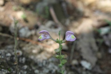 Miğfer Kafatası, Scutellaria integrifolia veya Hyssop Skullcap