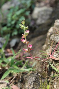 Miğfer Kafatası, Scutellaria integrifolia veya Hyssop Skullcap