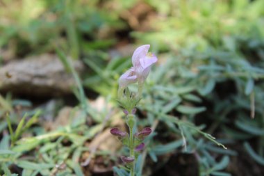 Miğfer Kafatası, Scutellaria integrifolia veya Hyssop Skullcap