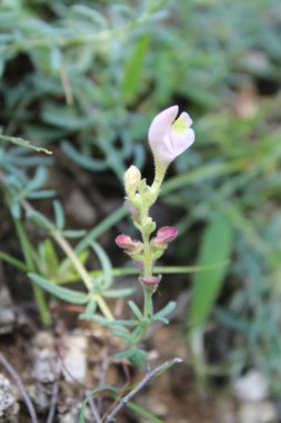 Miğfer Kafatası, Scutellaria integrifolia veya Hyssop Skullcap