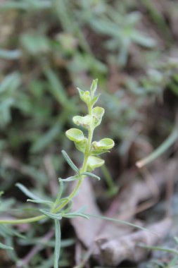 Miğfer Kafatası, Scutellaria integrifolia veya Hyssop Skullcap