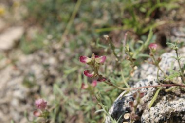 Miğfer Kafatası, Scutellaria integrifolia veya Hyssop Skullcap