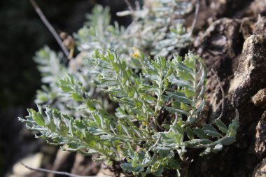 teucrium polium, Felty Germander veya Wood Sage