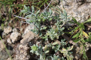 teucrium polium, Felty Germander veya Wood Sage