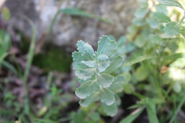 teucrium polium, Felty Germander or Wood Sage clipart