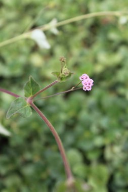 Pigweed Red spiderling or Boerhavia Diffusa clipart