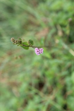 Pigweed Red spiderling or Boerhavia Diffusa clipart