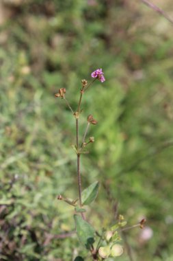 Yaban Domuzu Kırmızı Örümceği veya Boerhavia Diffusa