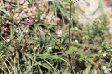 Yaban Domuzu Kırmızı Örümceği veya Boerhavia Diffusa