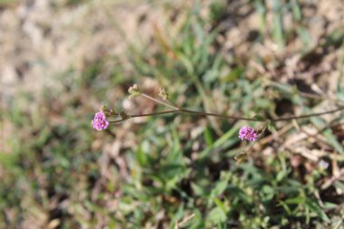 Yaban Domuzu Kırmızı Örümceği veya Boerhavia Diffusa