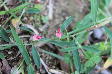 Indigofera linifolia veya ince yaprak çivit