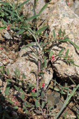 Indigofera linifolia veya ince yaprak çivit
