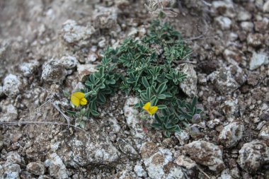 Lotus corniculatus veya Birdsfoot Trefolil