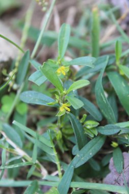 Field Milkwort veya Polygala Arvensis