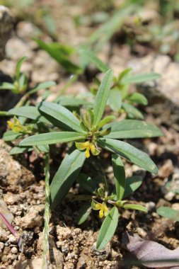 Field Milkwort or Polygala Arvensis clipart