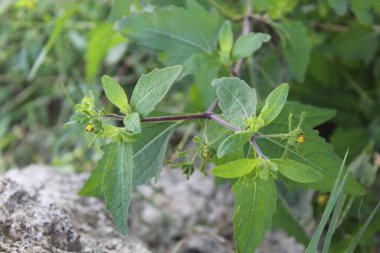 Sigesbeckia orientalis or  St. Pauls wort clipart