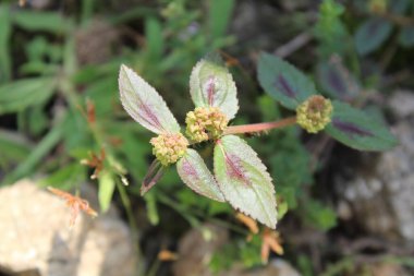 Euphorbia Hirta veya Astım Bitkisi