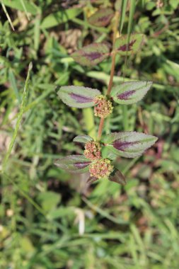 Euphorbia Hirta veya Astım Bitkisi