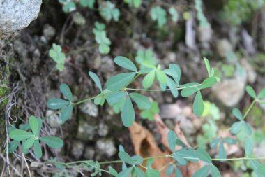 Beyaz Tatlıyonca veya Melilotus Albus