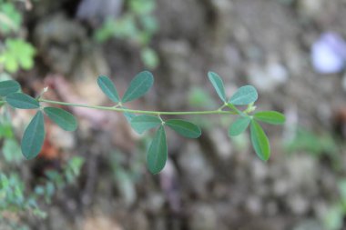 Beyaz Tatlıyonca veya Melilotus Albus