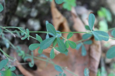 White Sweetclover or Melilotus Albus clipart