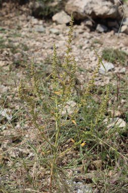 Dysphania botrys, yapışkan kaz ayağı ya da tüylü sardunya